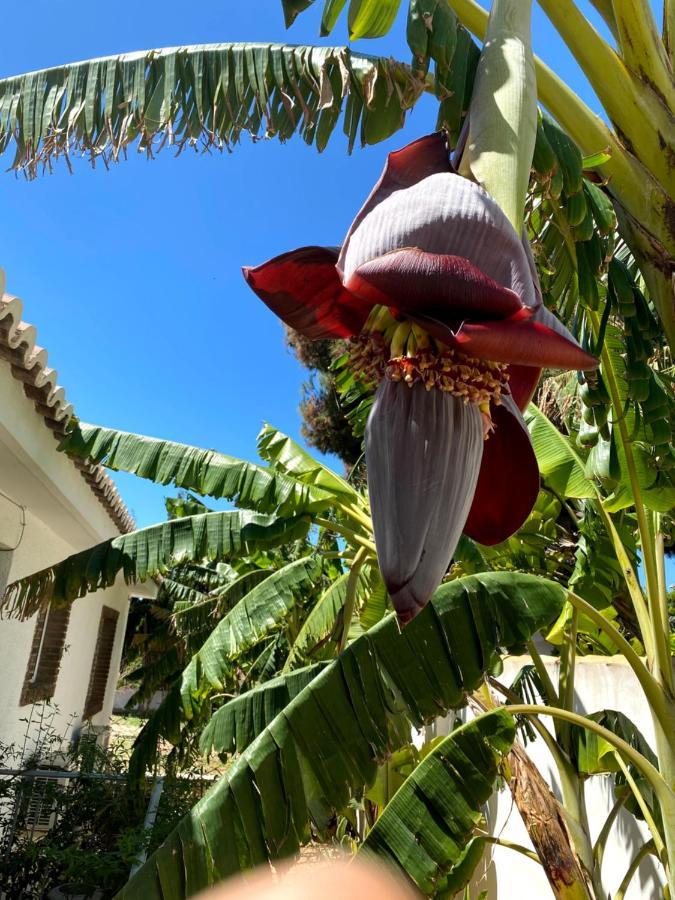 Beach Apartment, Playa Muchavista 900M, Chalet Tranquilo, Villa Acuario San Juan  Eksteriør bilde